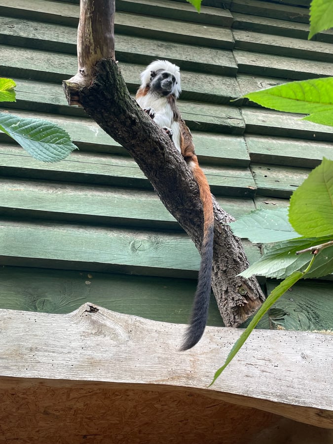 Tierpark Zittau