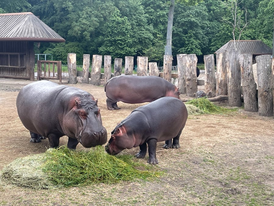 Kodaňská ZOO