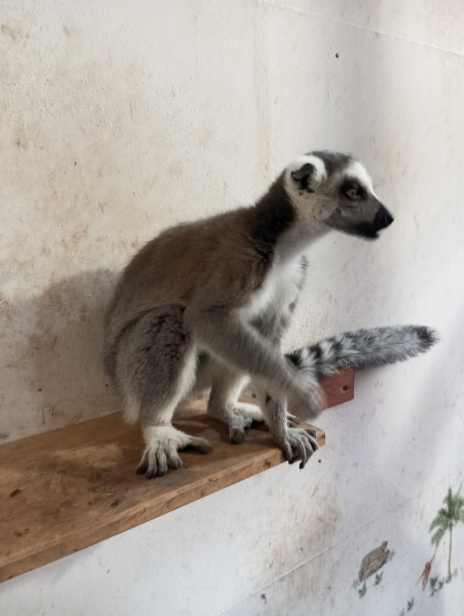 Minizoo