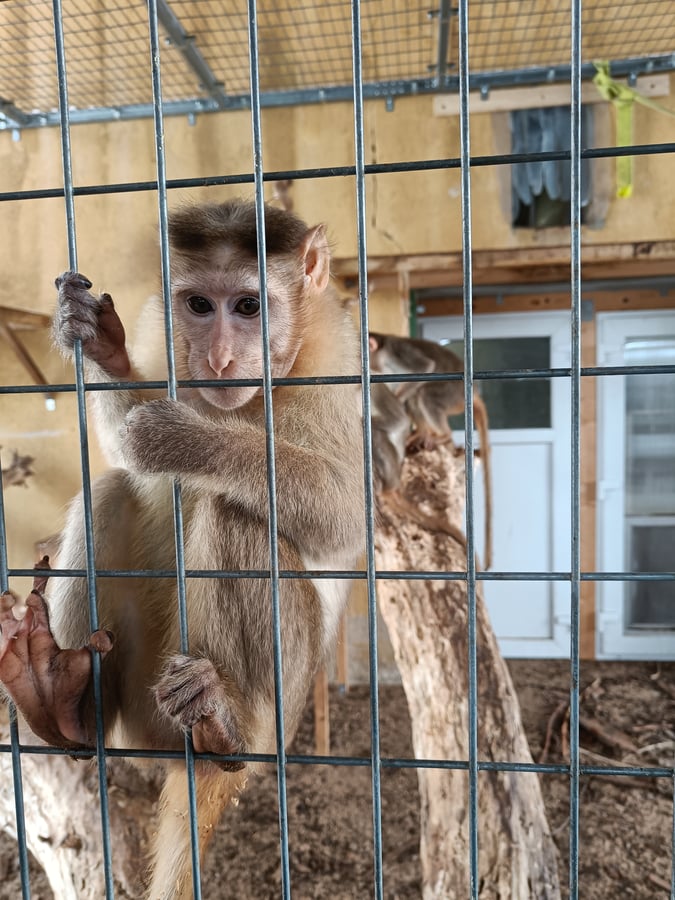 Zookoutek Bezděz Dvůr 