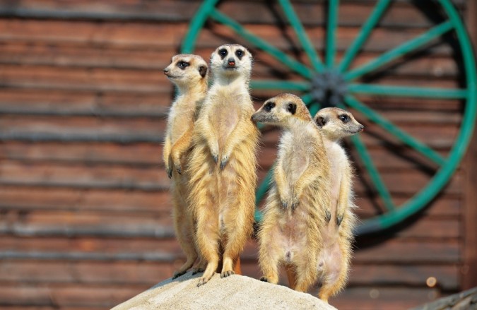 Zoo Plasy