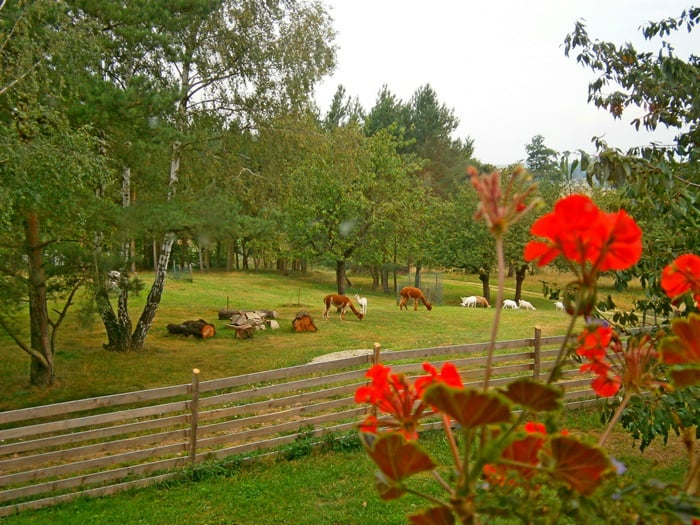 Farma Alp Rieser