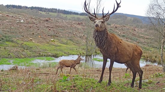Bainloch Deer Park