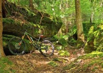 Kennerdell Tract of Clear Creek State Forest