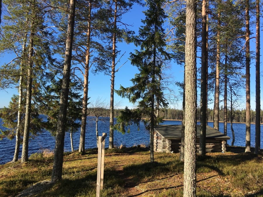 Saunaniemen laavu, Elimys