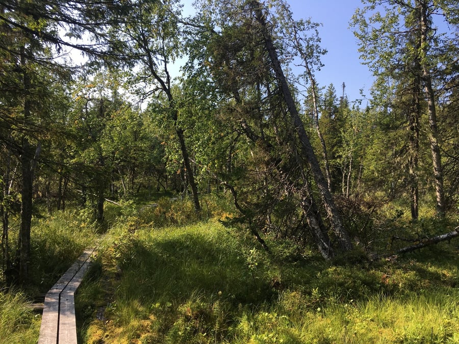 Paljakan luonnonpuiston polku
