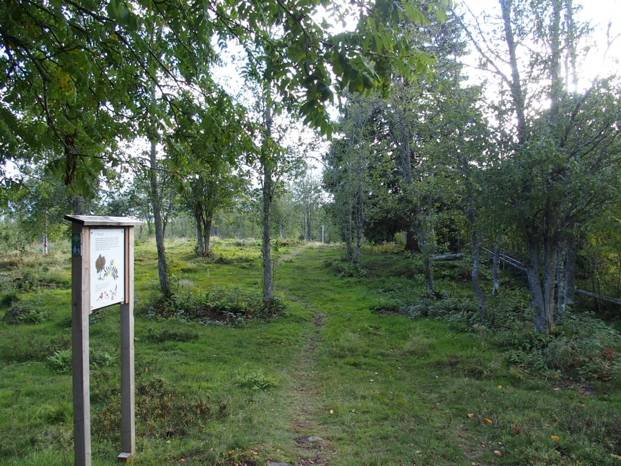 Lepikon lenkki