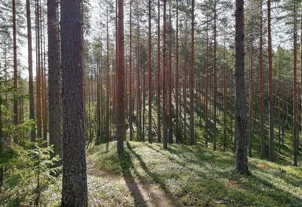 Kalevin kiekka