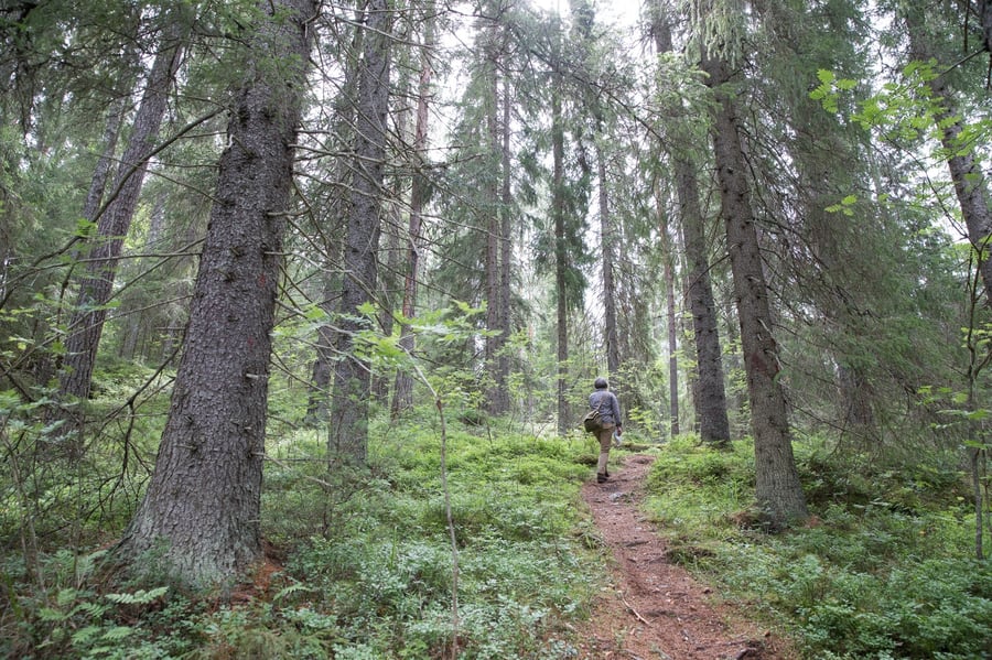 Suurijärvi - Kuikankolo