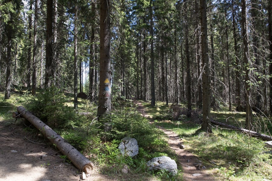 Soininmäen luontopolku