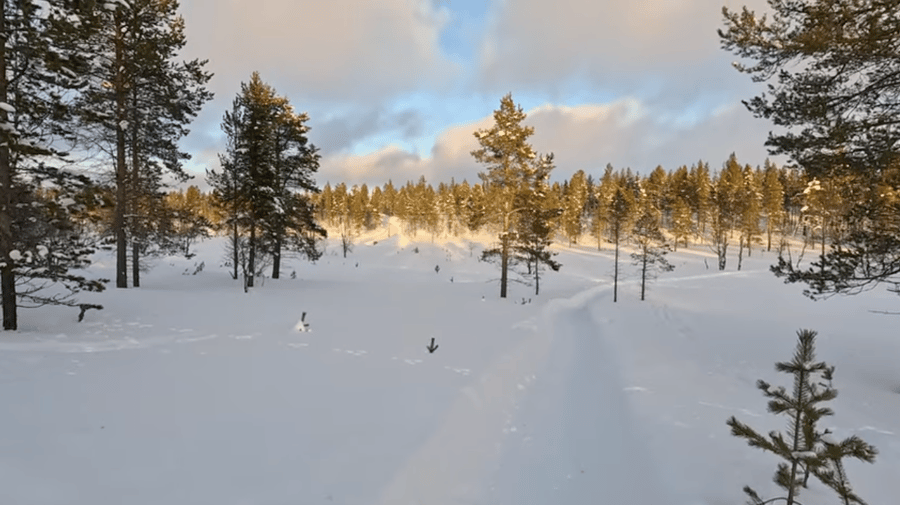 Prospektori