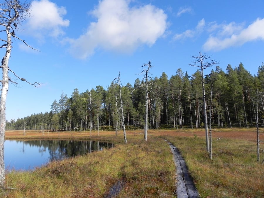 Teerisuo-Lososuon retkeilypolku