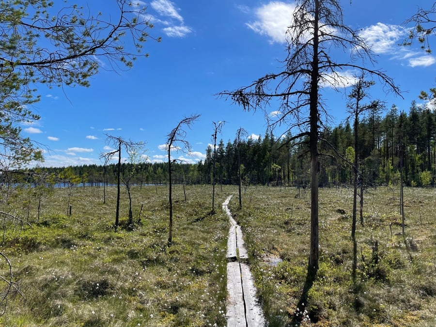 Kuninkaan polku