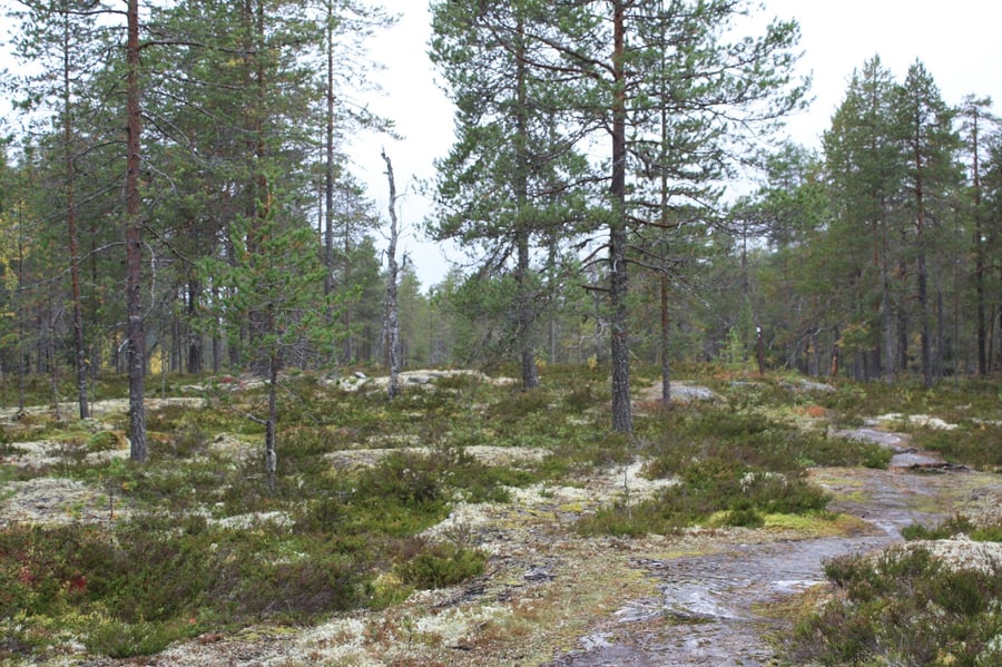 Lauttavaaran luontopolku