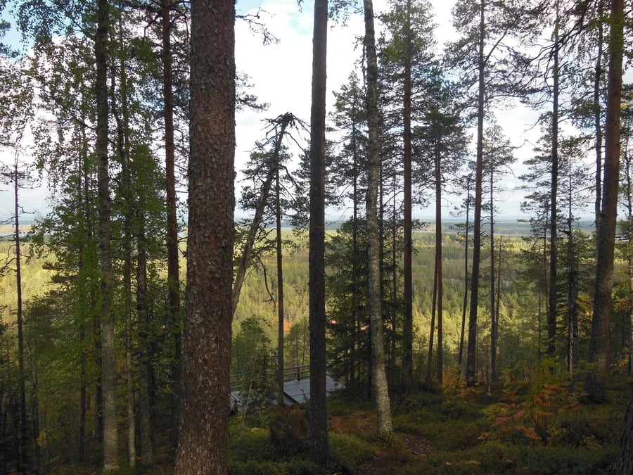 Jauhovaaran polku