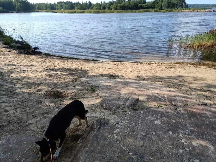 Dog beach