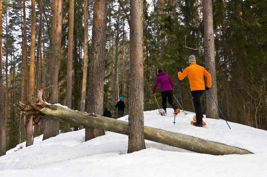 Puulajipuisto ja Karjalankallion laavu