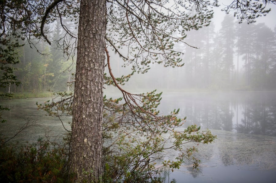 Sauvakävely- ja mtbreitti Vuokatinvaaran metsiin