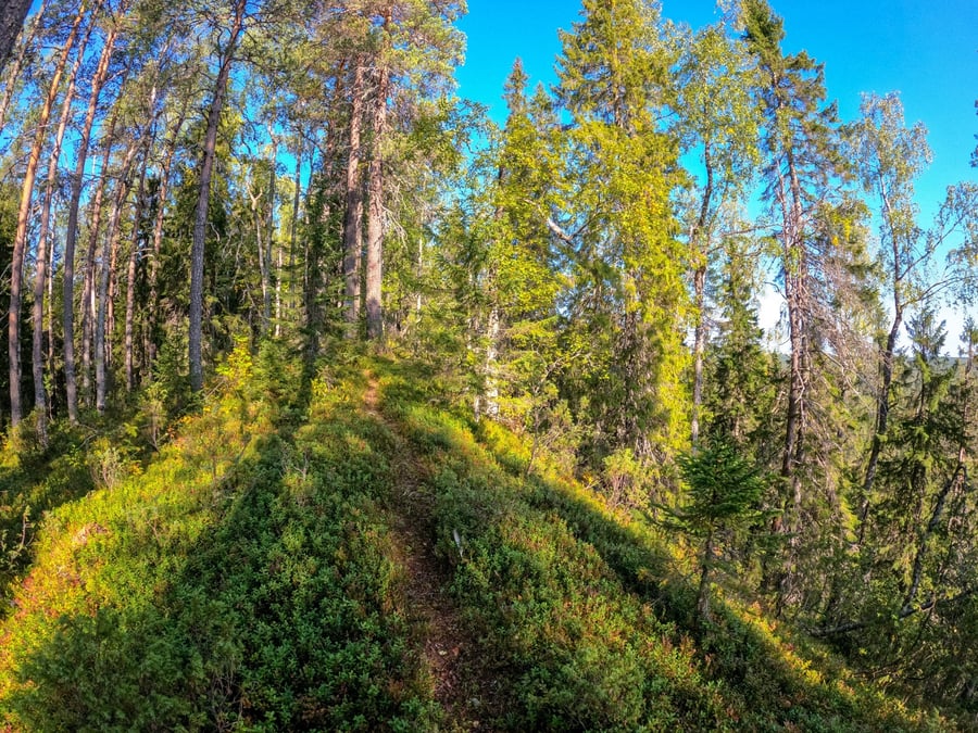 Iso-Ypykän retkeilypolku