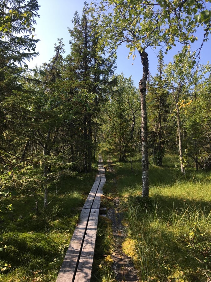 Paljakka Swamp