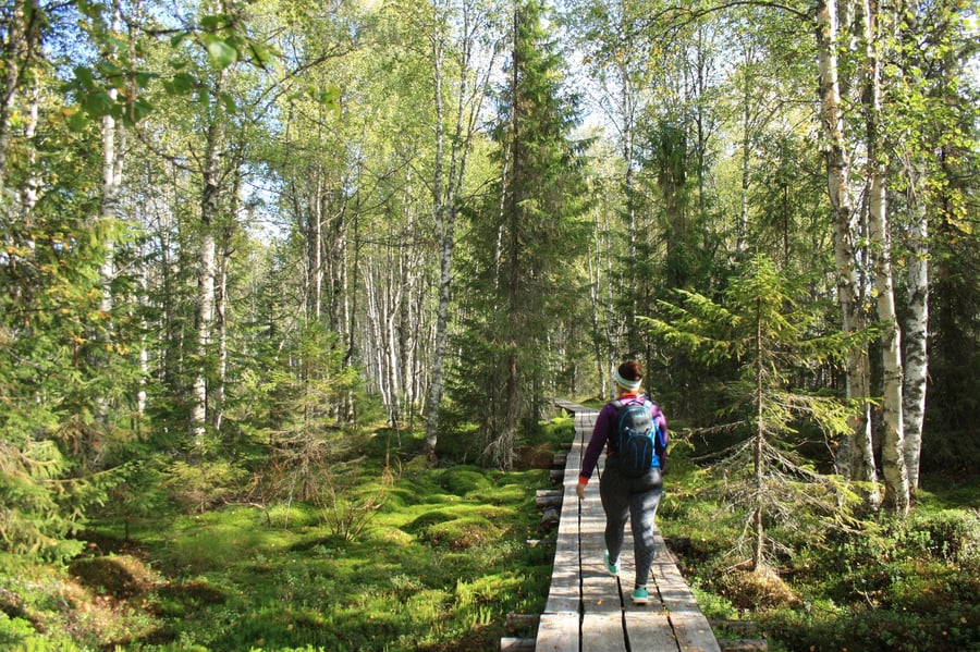 Kalastuspolku Paljakka