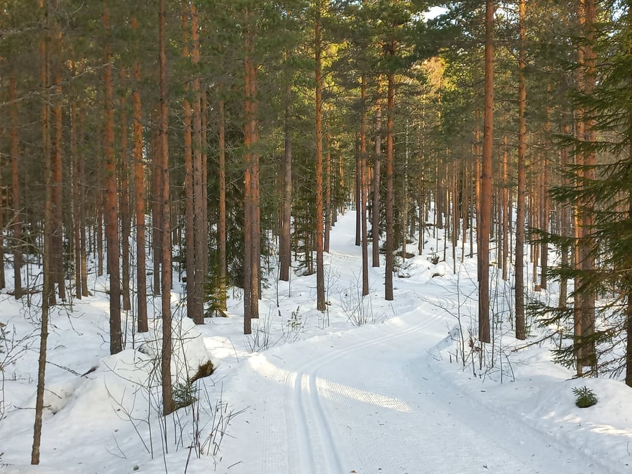 Toivakka - Metsälenkki