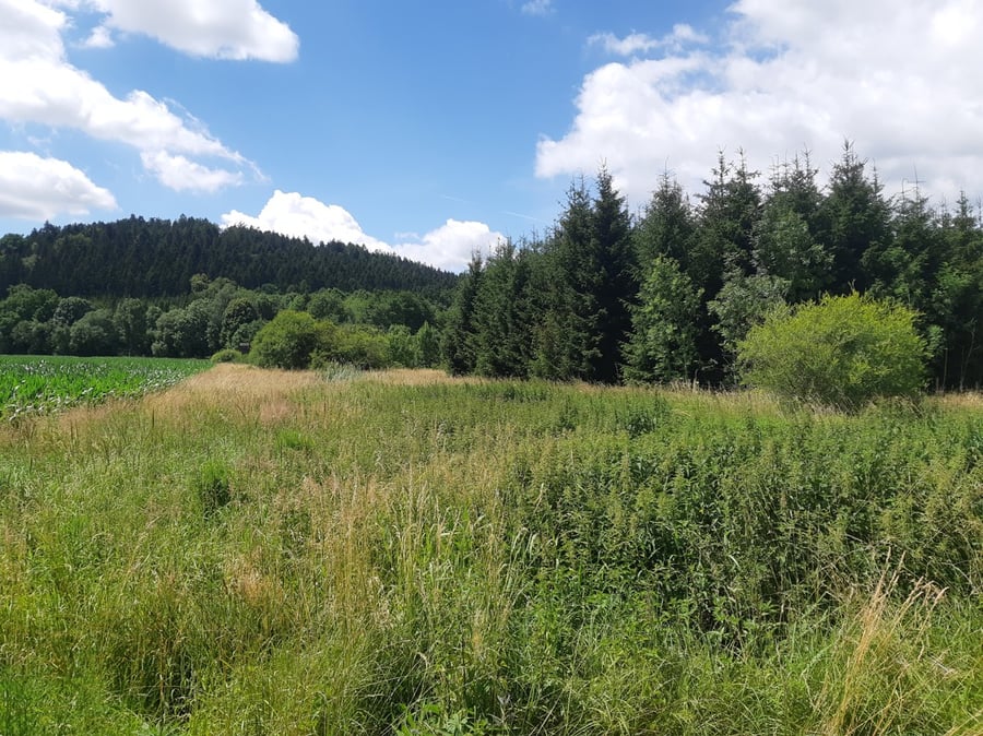 Žamberk
