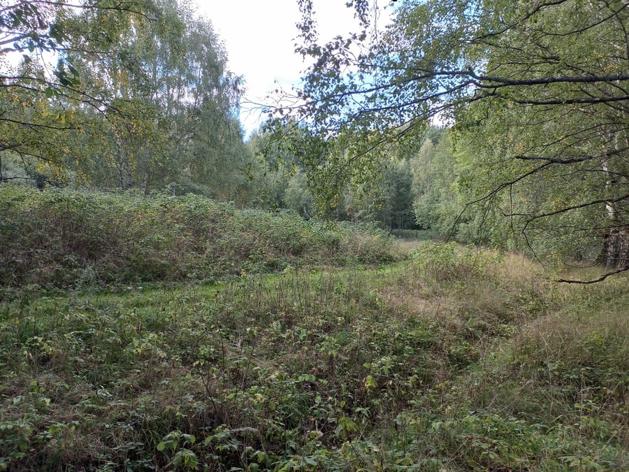 Labuť