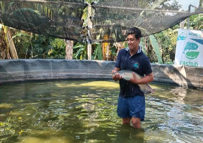 Polointenzivní odchov paiche (Arapaima gigas) v kruhových geomembránových tůních za účelem zachování tohoto druhu