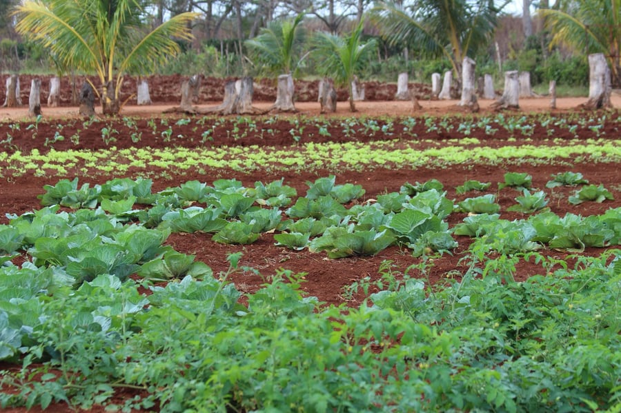 Zlepšení potravinového zabezpečení