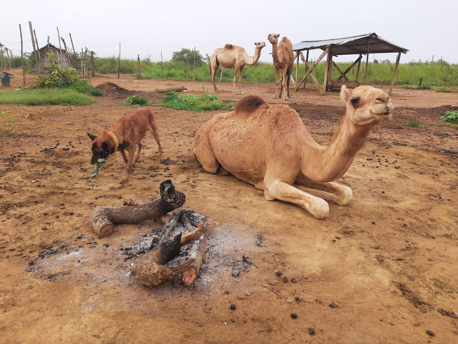 Rozvoj udržitelné soběstačnosti ekofarmy Kibiczech v jižním Kongu