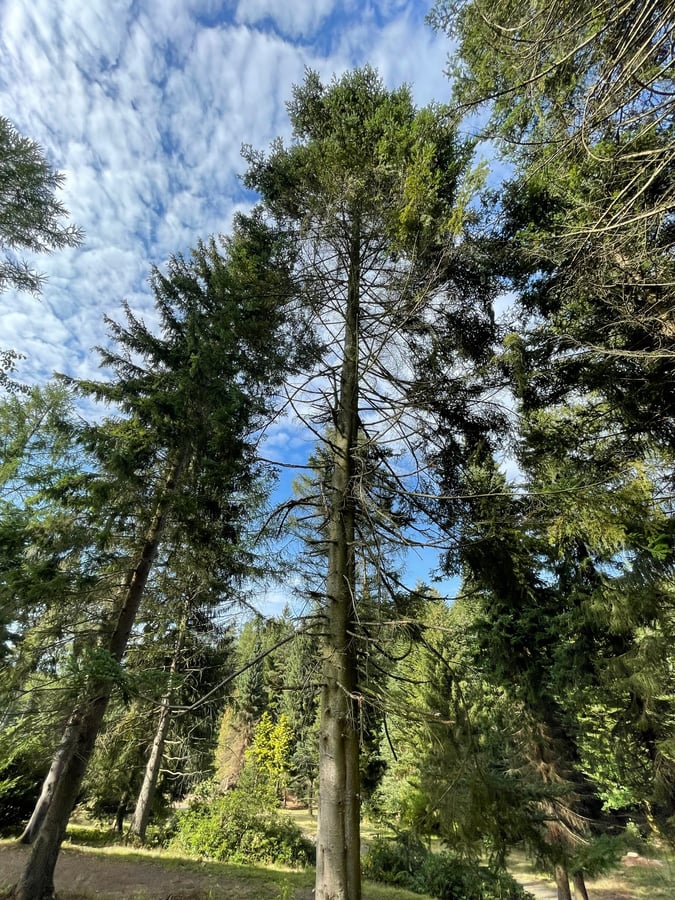 Jedle obrovská (Abies grandis)