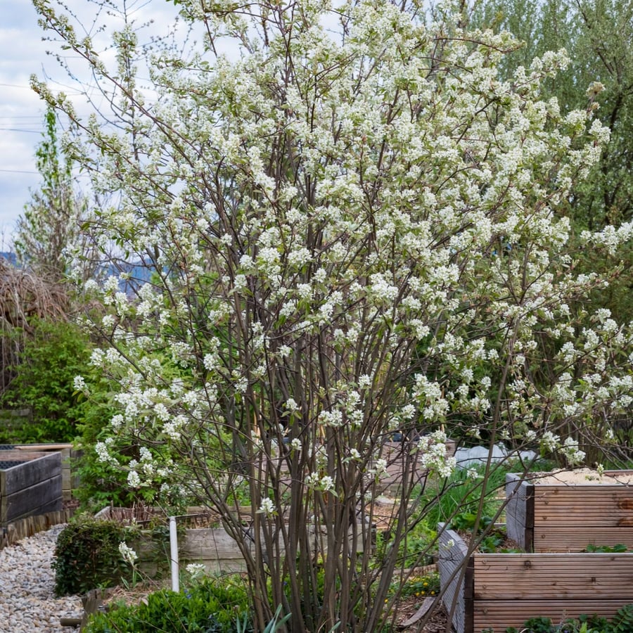 Muchovník kanadský (Amelanchier canadensis)