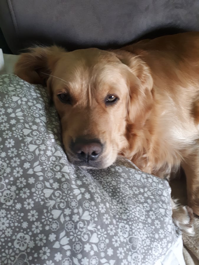 Anna Mullerová Stefanovová