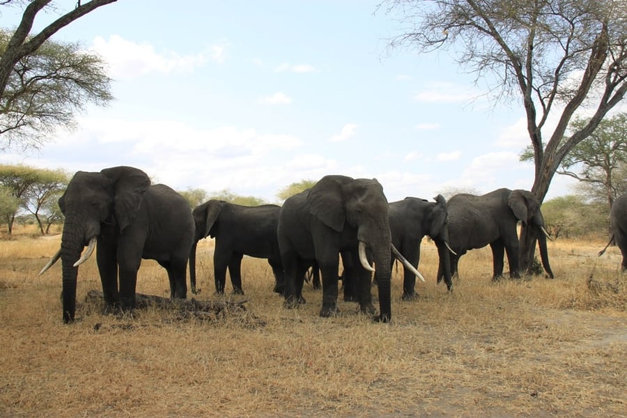 Sanctuary Swala Camp
