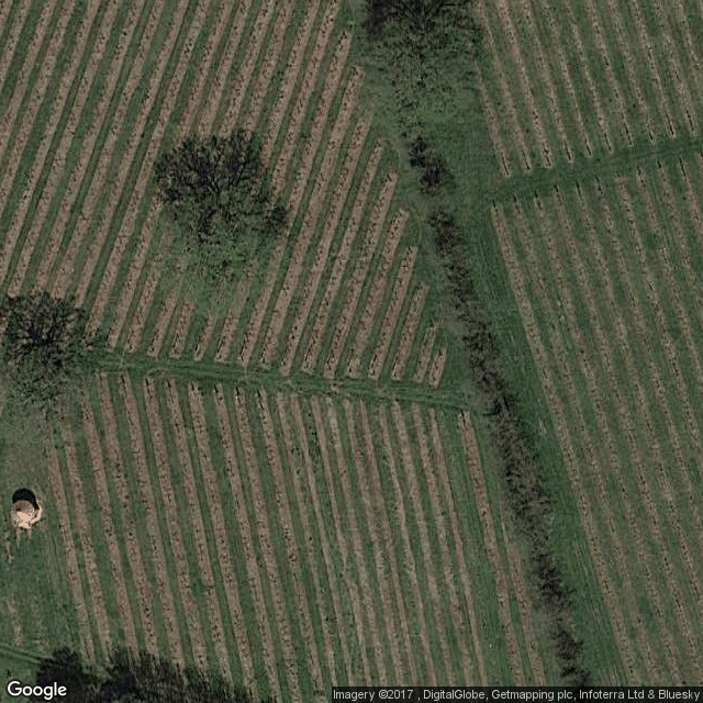 Wickham Vineyard