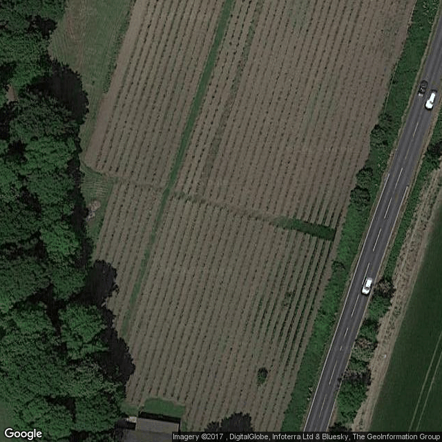 Leventhorpe Vineyard