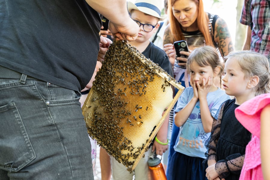 Včely jako učitelky a umělkyně [pro pedagogy]