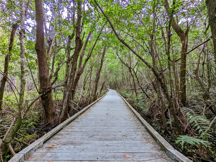 Four Mile Cove Ecological Preserve
