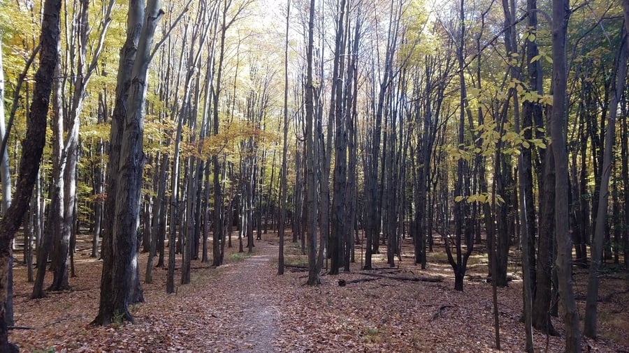 Parma Area Chamber of Commerce