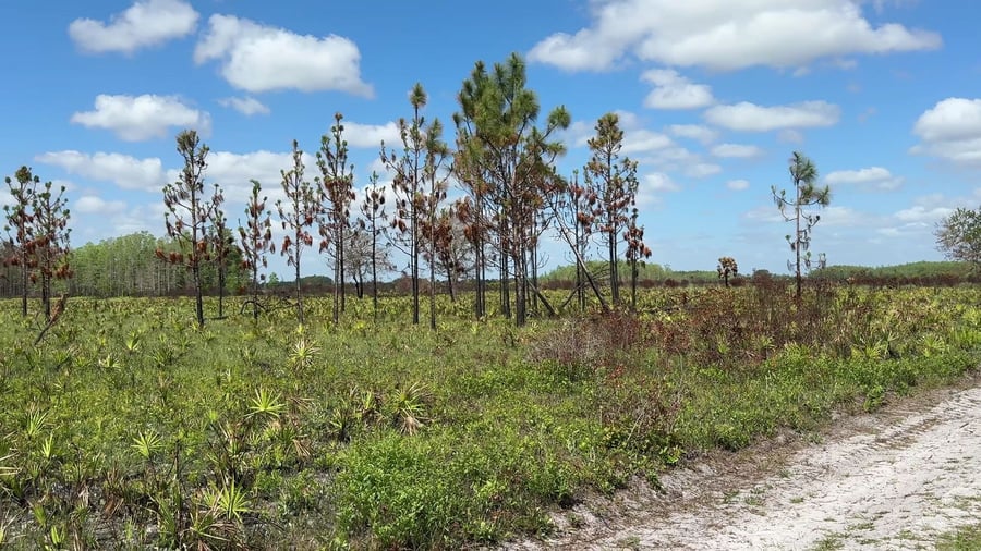 The Nature Conservancy's Disney Wilderness Preserve