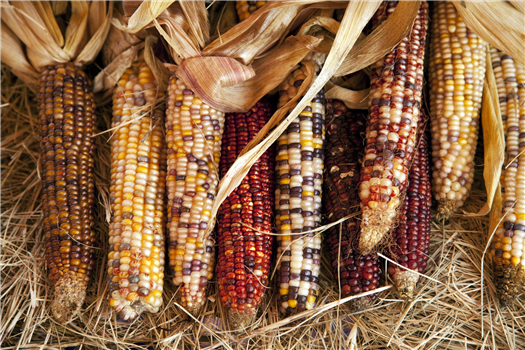 2025 Oklahoma City Thanksgiving Pop-Up Shop