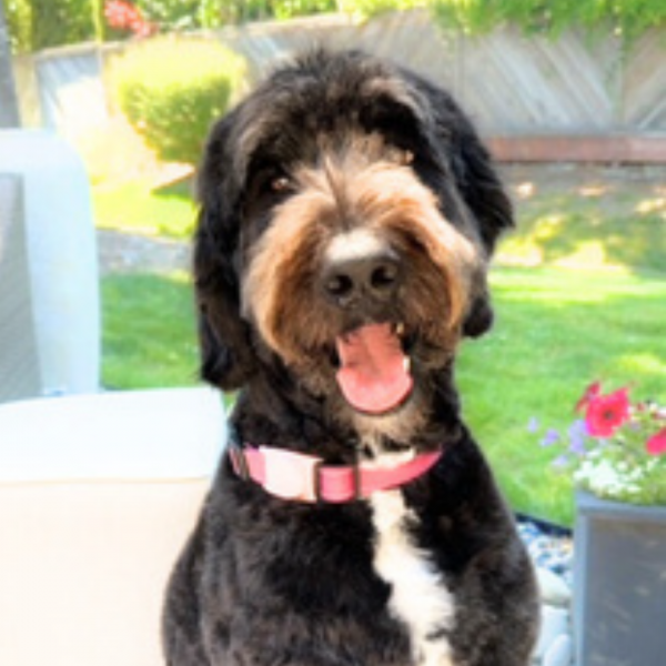 Bow-Wow for Books - Read to Jazz, Kimmie, or Rosie