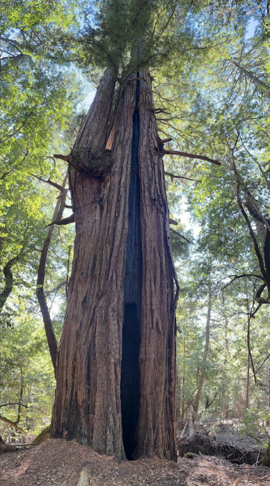 Ancient Redwoods at Jenner Headlands Preserve