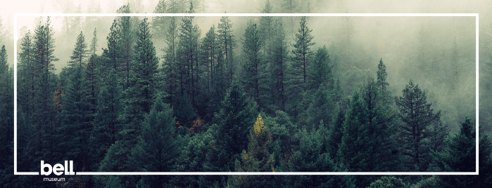 Spotlight Science: The Forest