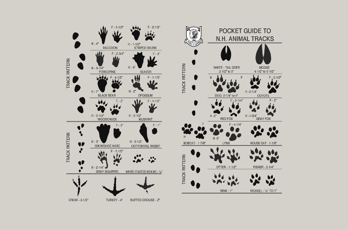 LAB GIRLS+ Experiments From the Wild & In the Field: Mammal Evidence