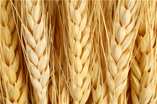 FREE Wellness Class- Chords, Crystals & Chakras Sampler