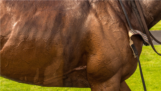 Turfway Park - Live Horse Racing