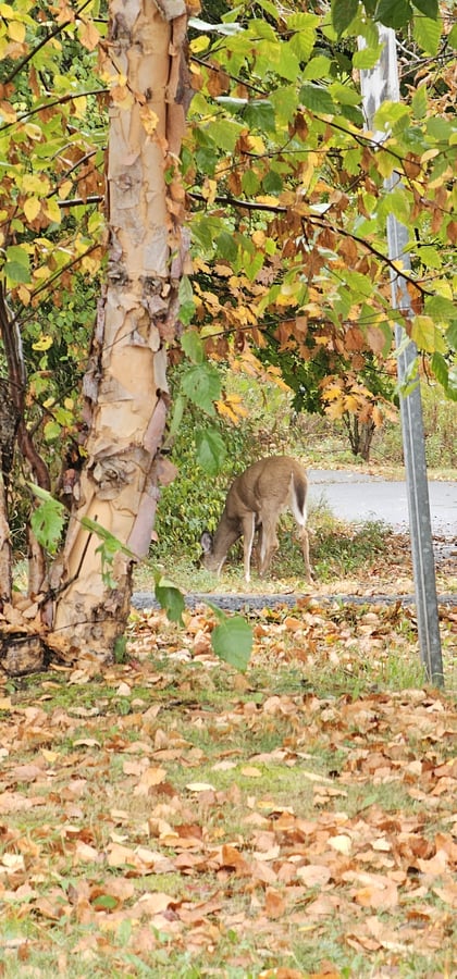 Greater Hartford Festival of Jazz