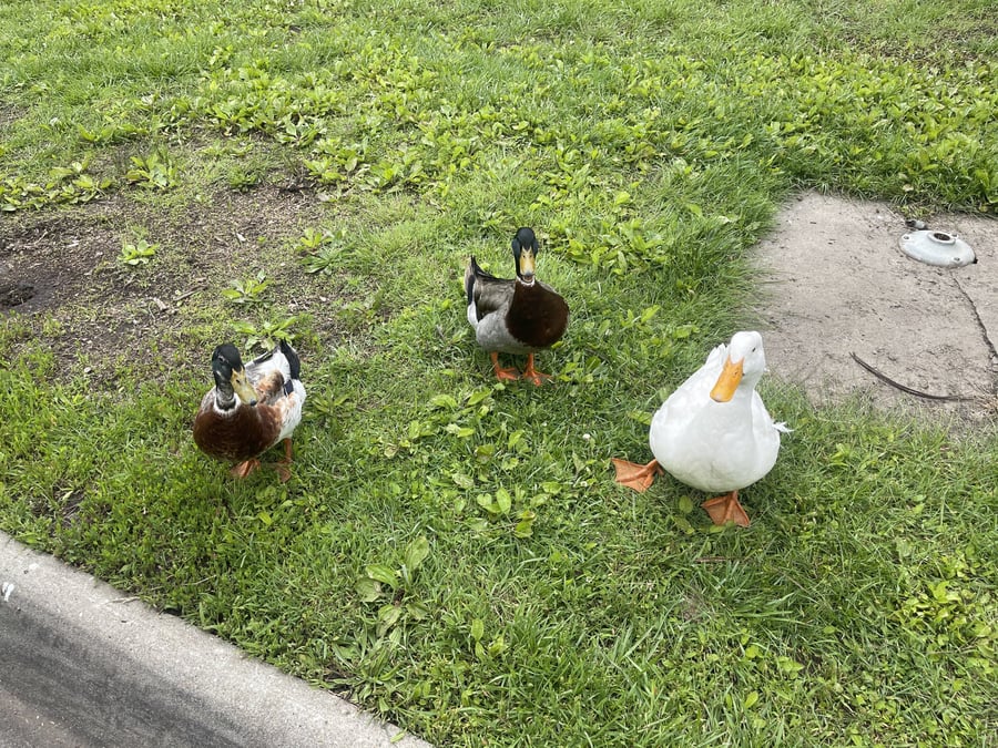 Gage Park Amphitheater